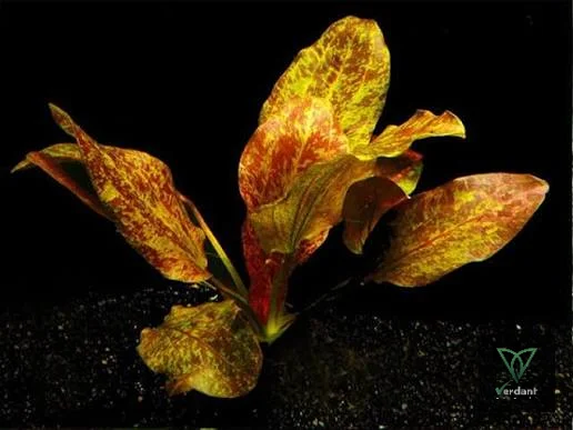 Echinodorus 'Ozelot Red'