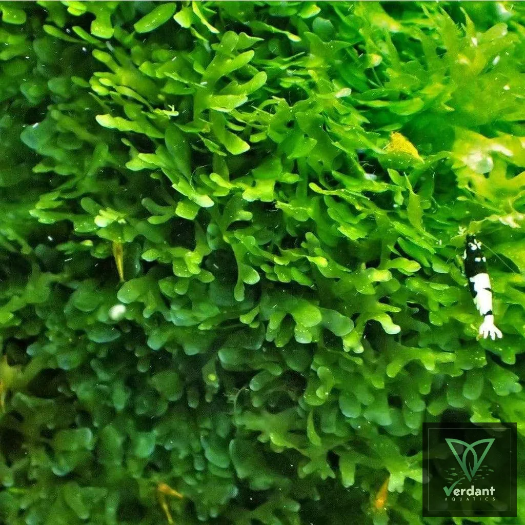 Pelia Moss (Subwassertang)