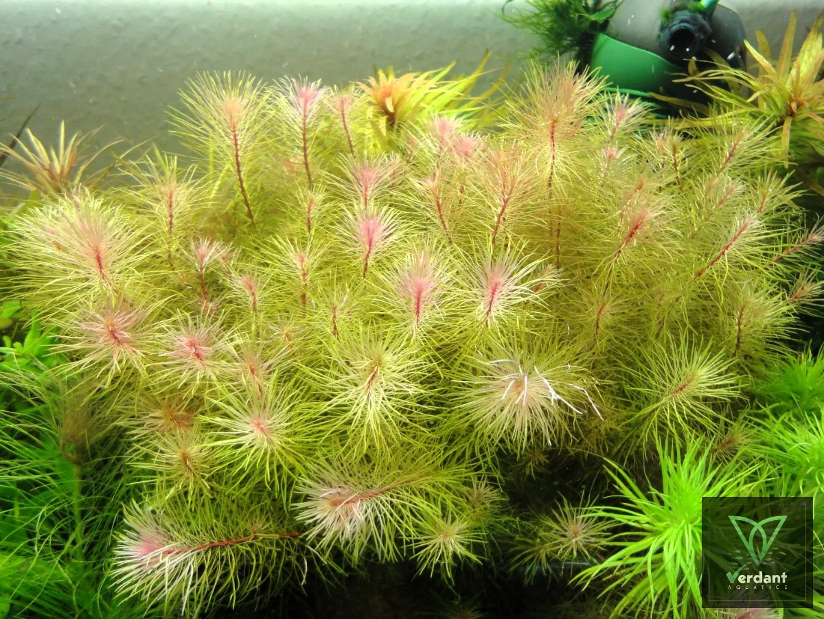 Rotala Vietnam
