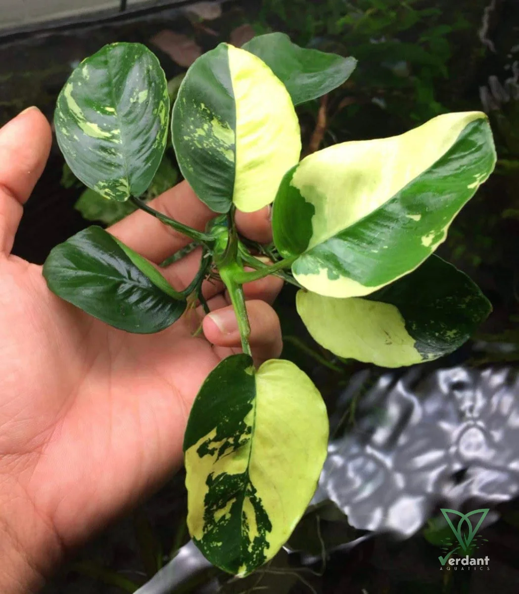 Anubias Panda King