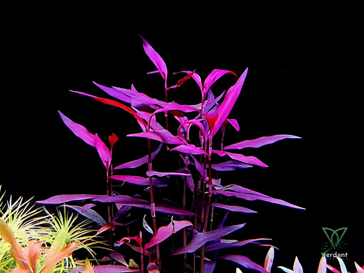 Persicaria sp. ‘Sao Paulo’