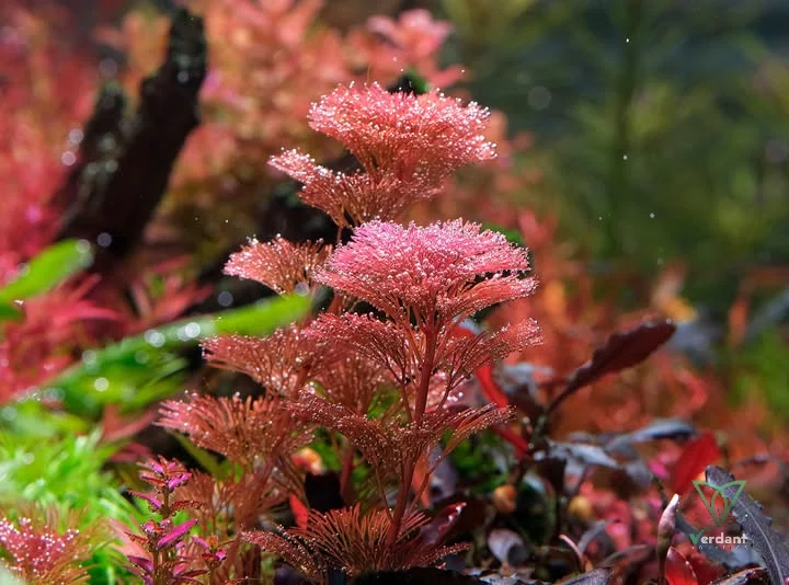 Cabomba furcata