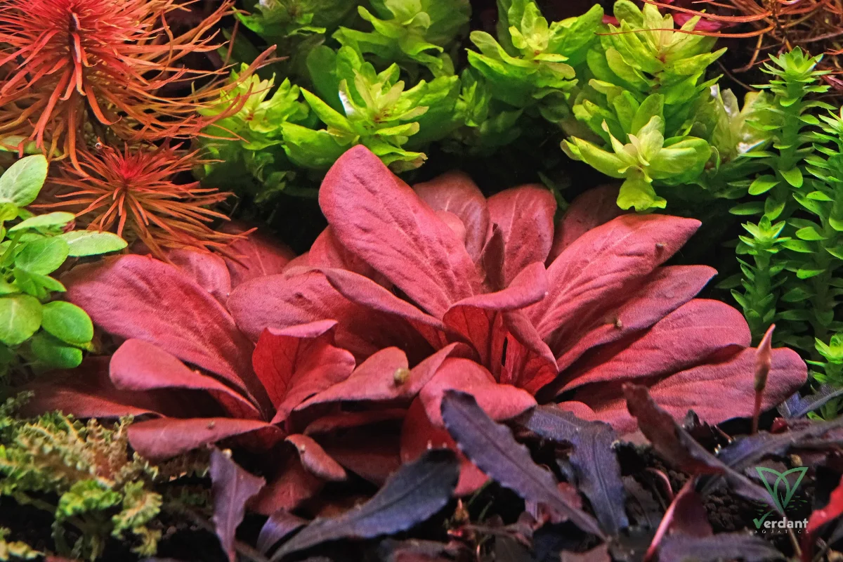 Samolus parviflorus Red