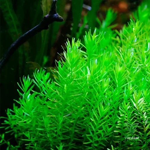 Rotala Green – Rotala sp. ‘Green’
